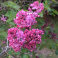 Maiden's Blush Lilac lilac plant online shopping