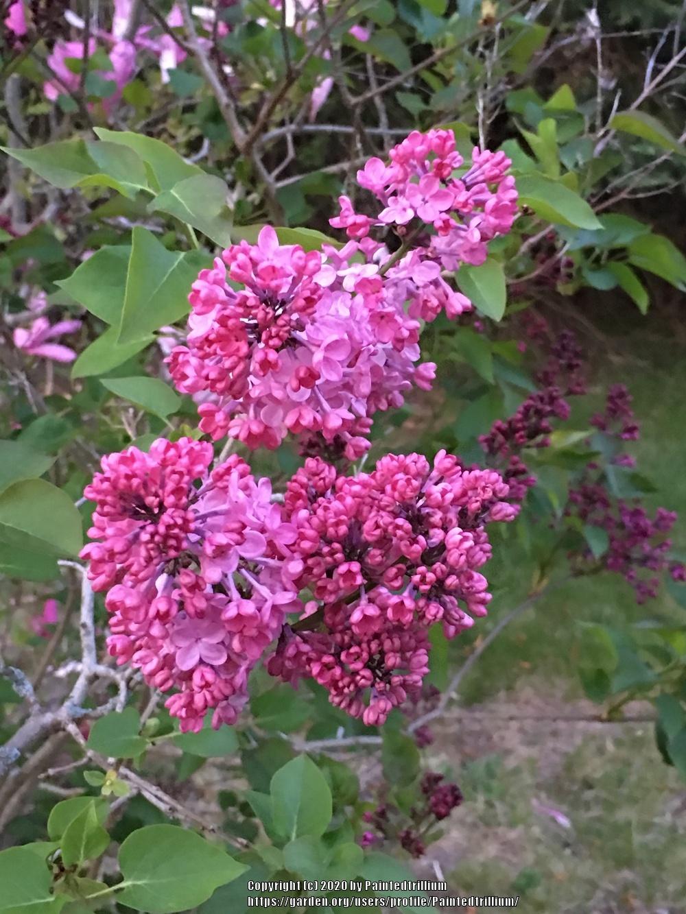 Maiden's Blush Lilac lilac plant online shopping