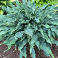 Wild Imagination Hosta Plants online shopping