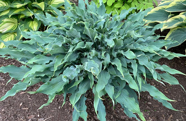 Wild Imagination Hosta Plants online shopping