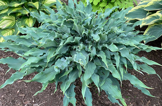 Wild Imagination Hosta Plants online shopping