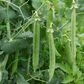 Sugar Lace II Snap Pea