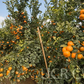 Tango Mandarin Plant citrus plant material online shopping