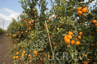 Tango Mandarin Plant citrus plant material online shopping