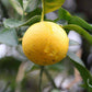 C-35 Citrange Seed citrus plant material online shopping