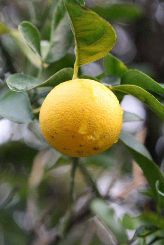 C-35 Citrange Seed citrus plant material online shopping