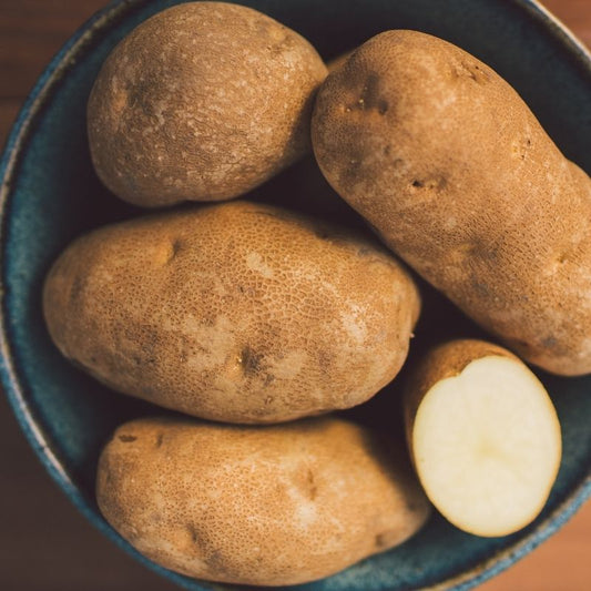 Russet Norkotah PHP Seed Potato online shopping