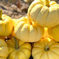 Lemon Cake F1 Pumpkin