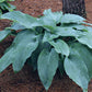 Tidewater Hosta Plants online shopping