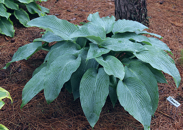 Tidewater Hosta Plants online shopping