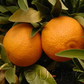 SRA 92 Clementine Budwood citrus plant material online shopping