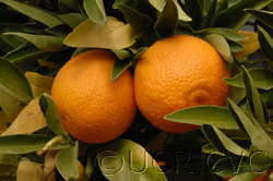 SRA 92 Clementine Budwood citrus plant material online shopping