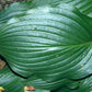 Sparkling Burgundy Hosta Plants online shopping