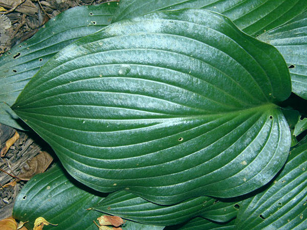Sparkling Burgundy Hosta Plants online shopping