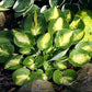 Warwick Comet Hosta Plants online shopping