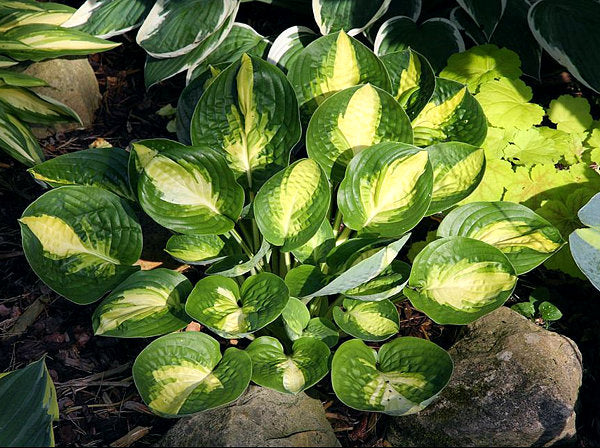 Warwick Comet Hosta Plants online shopping