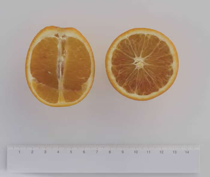 Orange à Feuilles Laciniées Blood Orange Budwood citrus plant material online shopping