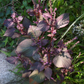 Red Perilla Shiso Seeds online shopping