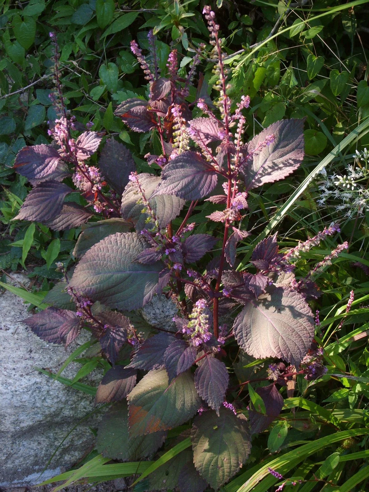 Red Perilla Shiso Seeds online shopping