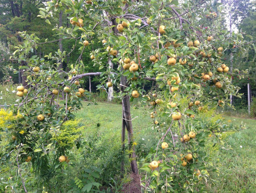Golden Russet Heritage Apple
