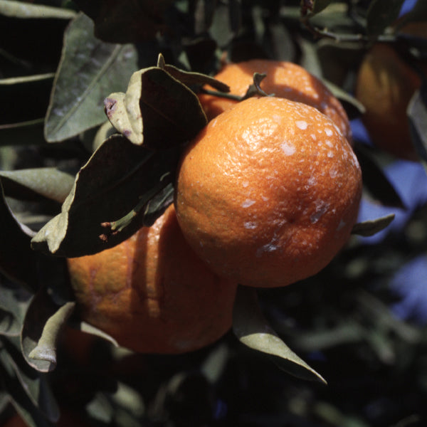 Dancy Mandarin Budwood citrus plant material online shopping
