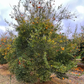 C-57 Furr Citrange Seed citrus plant material online shopping