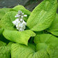 Rosedale Golden Goose Hosta Plants online shopping