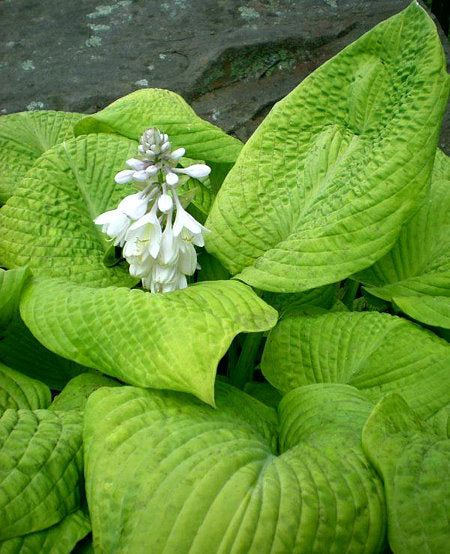 Rosedale Golden Goose Hosta Plants online shopping