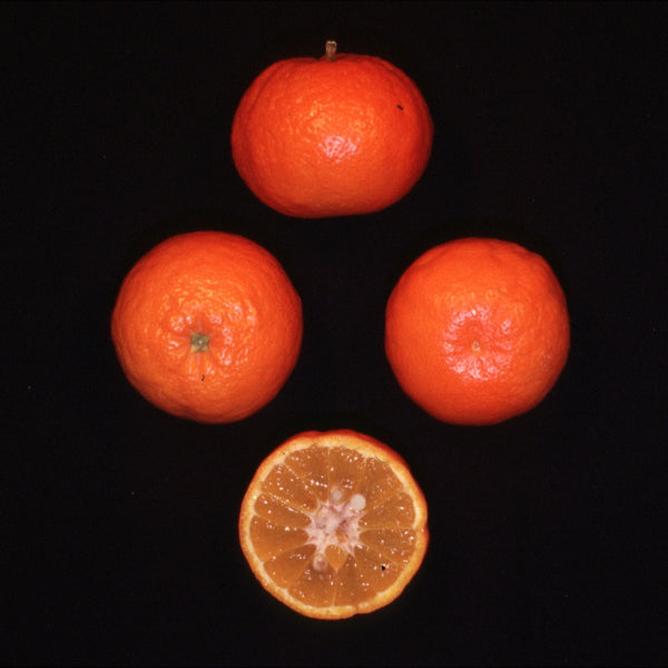 Orlando Tangelo Mandarin Budwood citrus plant material online shopping