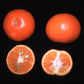 Fairchild Mandarin Budwood citrus plant material online shopping