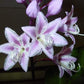 One Man’s Treasure Hosta Plants online shopping