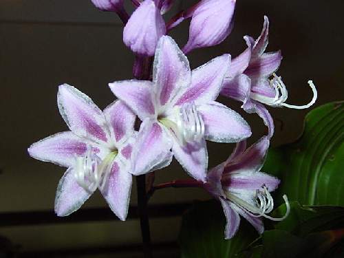 One Man’s Treasure Hosta Plants online shopping