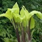 Holar Sunset Python Hosta Plants online shopping
