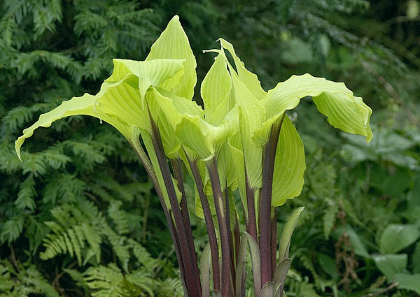 Holar Sunset Python Hosta Plants online shopping