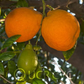 Rangpur Lime x Troyer Citrange Trifoliate Hybrid Budwood citrus plant material online shopping
