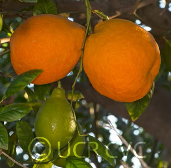 Rangpur Lime x Troyer Citrange Trifoliate Hybrid Budwood citrus plant material online shopping
