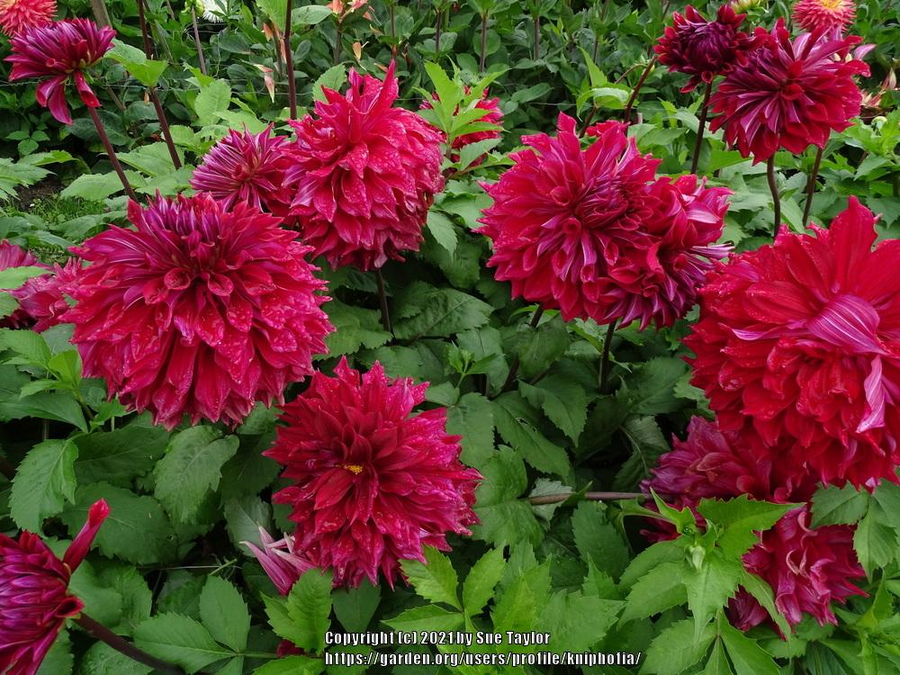 Zorro Dahlia