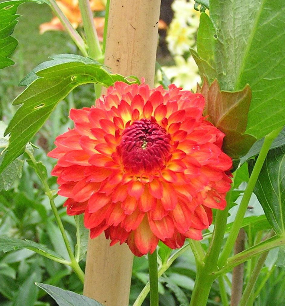 Mardy Gras Dahlia