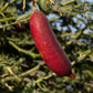 Ruby My Dear Australian Finger Lime Budwood citrus plant material online shopping