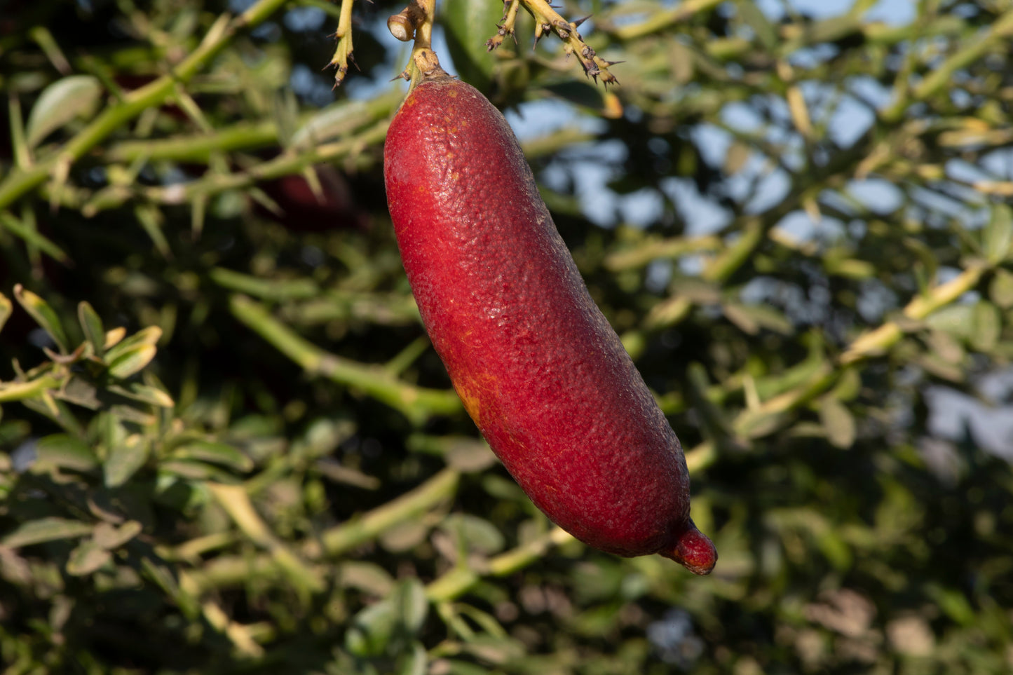 Ruby My Dear Australian Finger Lime Budwood citrus plant material online shopping