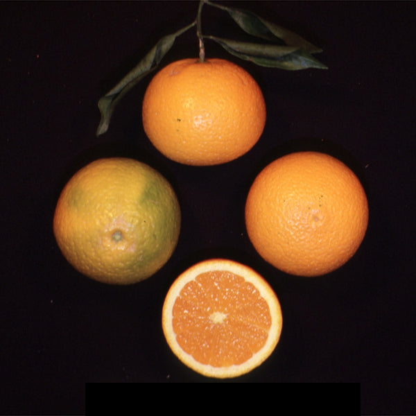Kiyomi Tangor Mandarin Budwood citrus plant material online shopping