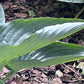 Rowan My Boat Hosta Plants online shopping