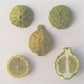Citrus Hystrix Kaffir Lime Papeda Budwood citrus plant material online shopping