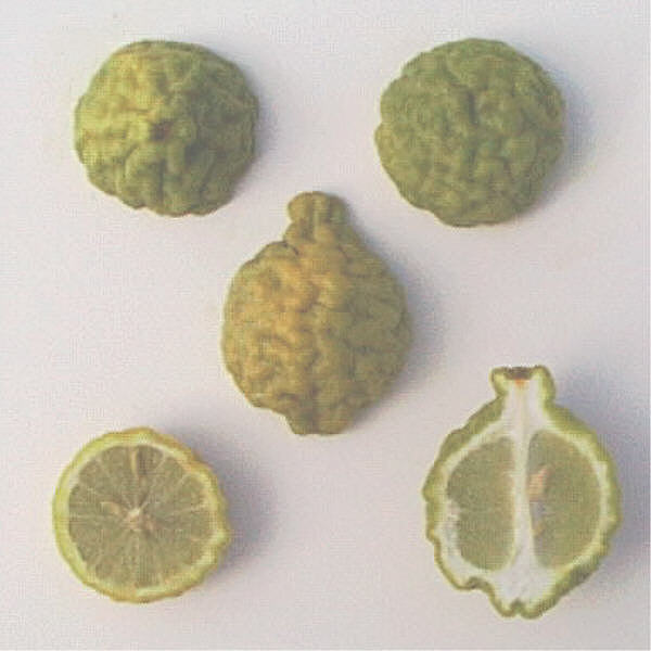 Citrus Hystrix Kaffir Lime Papeda Budwood citrus plant material online shopping