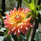 Touche’ Dahlia Plants online shopping