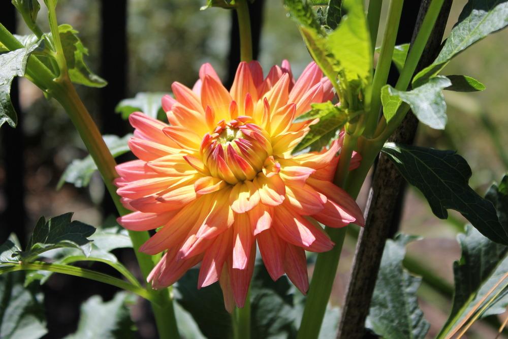 Touche’ Dahlia Plants online shopping