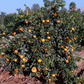China S-6 Satsuma Mandarin Budwood citrus plant material online shopping
