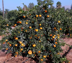 China S-6 Satsuma Mandarin Budwood citrus plant material online shopping