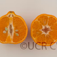 Soh Himtra Mandarin Budwood citrus plant material online shopping