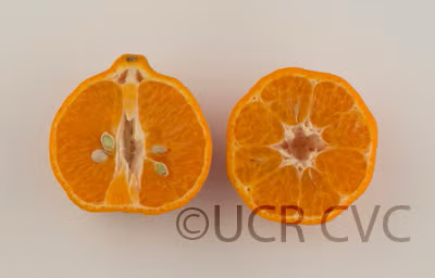 Soh Himtra Mandarin Budwood citrus plant material online shopping